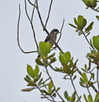 Red-shouldered Tanager, female