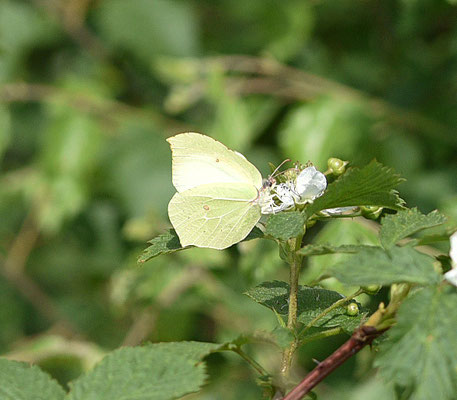 Ciroentje