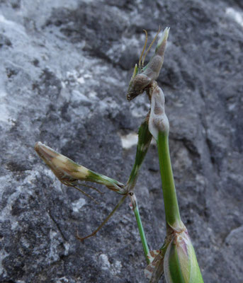 Empusa pennata