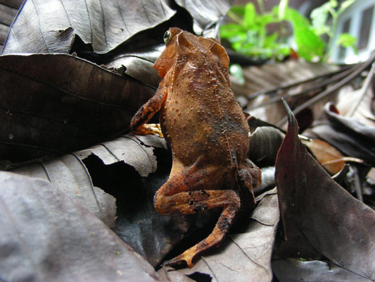 Rhinella martyi