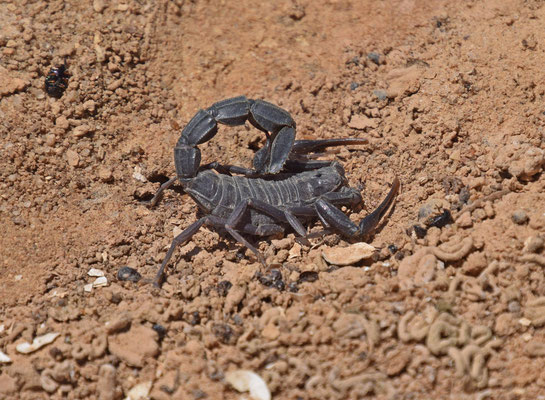 Androctonus bicolor