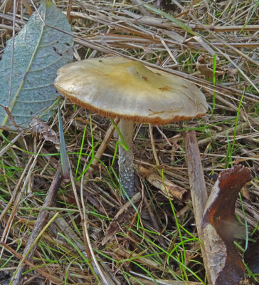 Stropharia pseudocyanea - Slanke kopergroenzwam