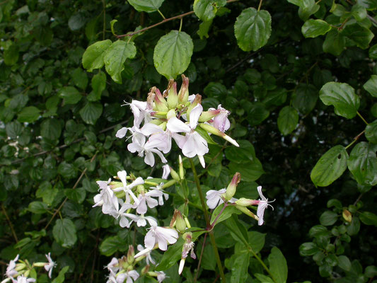 Saponaria officinalis - Zeepkruid