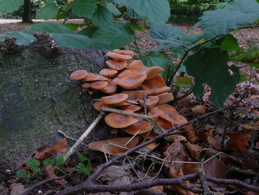 Flammulina velutipes - Gewoon fluweelpootje