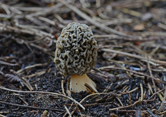 Morchella vulgaris -  Hersenkronkelmorielje