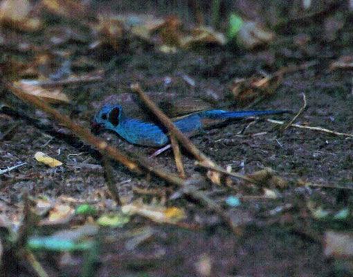 Uraeginthus bengalus - Red-cheeked Cordonbleu