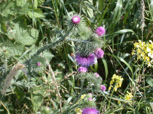 Carduus crispus - Kruldistel