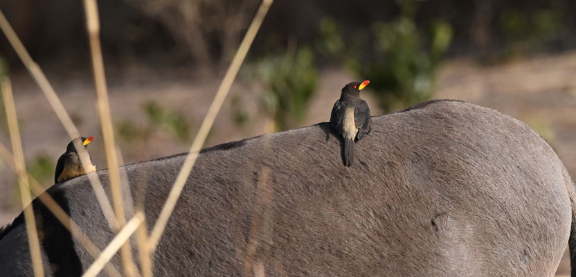 Buphagus africanus - Yellow-billed Oxpecker