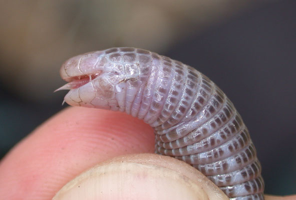 Blanus strauchi