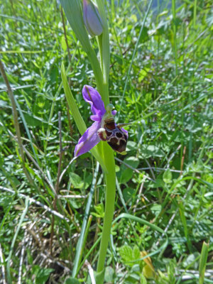 Bijenophrys - Ophrys apifera