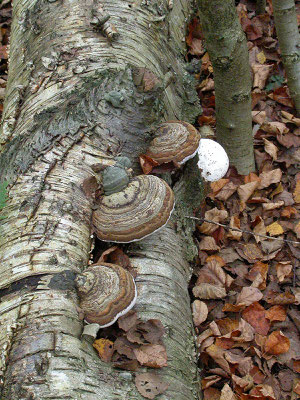 Fomes fomentarius - Echte tonderzwam