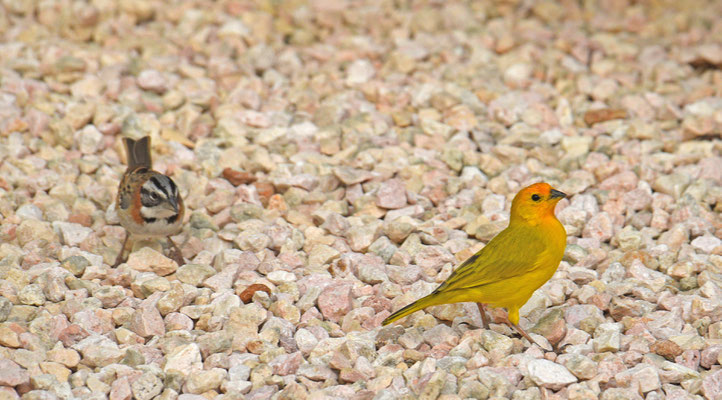 Saffron Finch