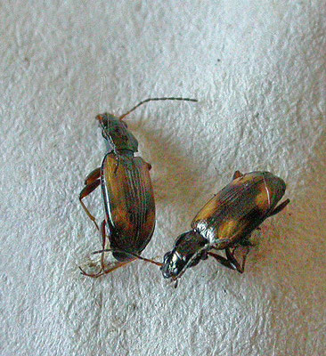Bembidion femoratum