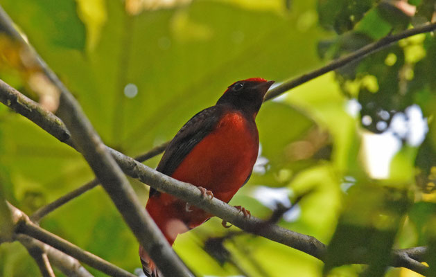 Guianan Red-Cotinga