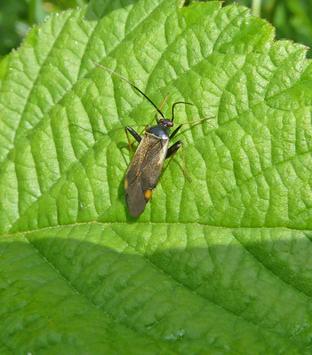 Adelphocoris seticornis - Geelzoomsierblindwants