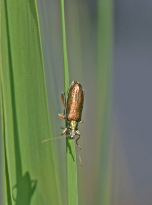 Donacia clavipes - Gewone rietkever
