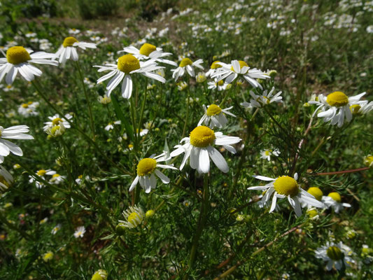 Matricaria recutita - Echte kamille