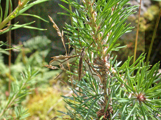 Tipula species (Solden, Oostenrijk)