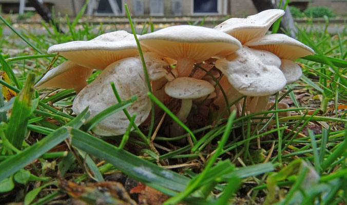 Lepista panaeolus - Vale schijnridderzwam