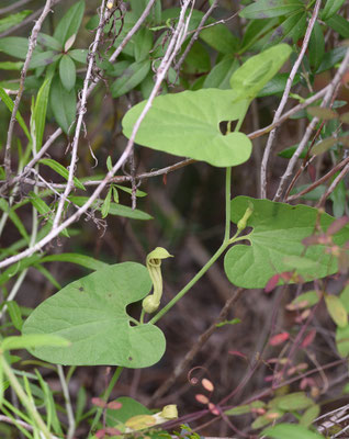 Aristolochia paucinervis