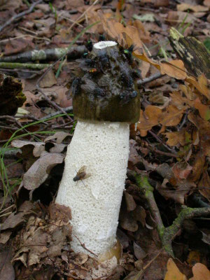 Phallus impudicus - Grote stinkzwam