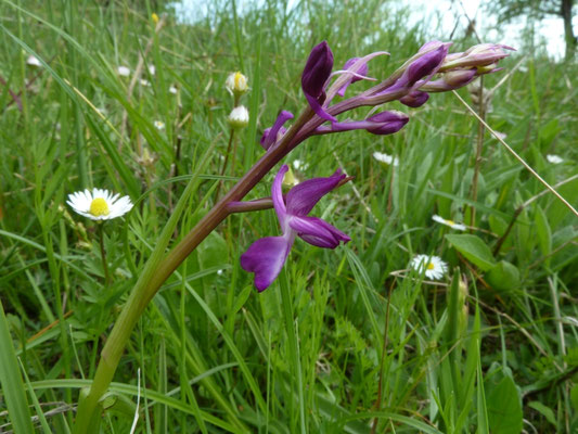 Orchis mascula (Mannetjesorchis)