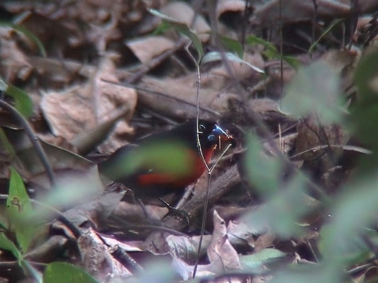 Spermophaga haematina - Western Bluebill