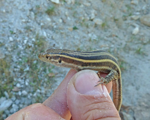 Podarcis peloponnesiacus