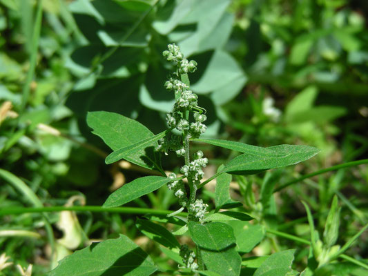 Chenopodium alba - Melganzenvoet