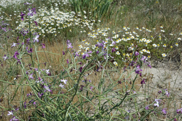 Matthiola sinuata