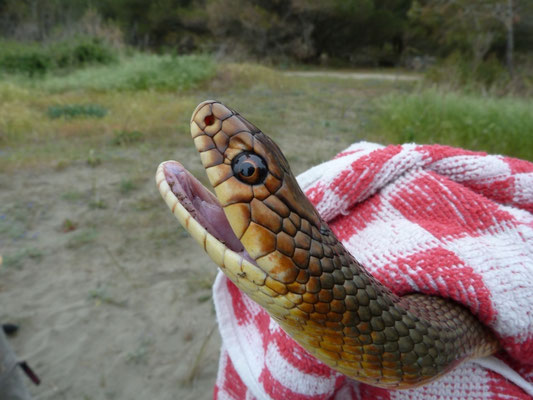 Dolichophis caspius
