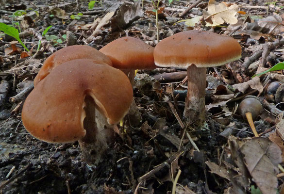 Cortinarius sertipes - Siersteelgordijnzwam