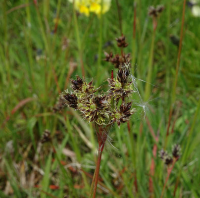 Luzula campestris - Gewone veldbies