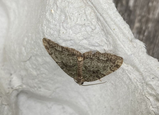 Hydriomena furcata - Variabele spanner