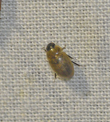 Enochrus melanocephalus