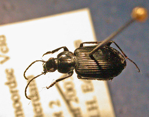 Agonum viduum