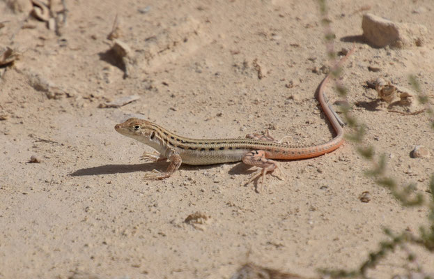 Acanthodactylus opheodurus