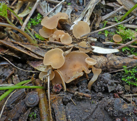 Ciboria amantacea - Elzenkatjesmummiekelkje