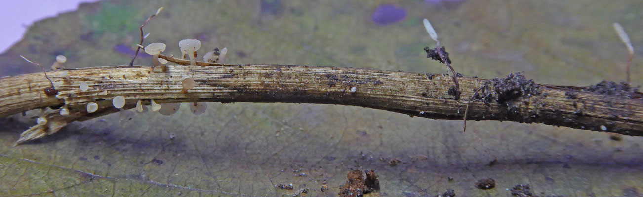 Hymenoscyphus ss. lato - vlieskelkjes en poederkelkjes