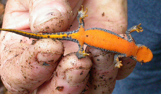 Ichthyosaura alpestris alpestris - Alpenwatersalamander