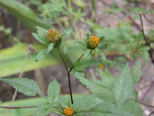 Bidens tripartita - Driedelig tandzaad