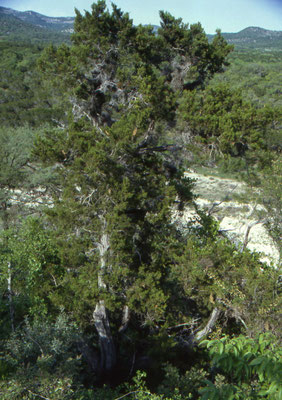 Garner State Park