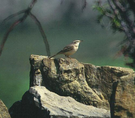 Duinpieper