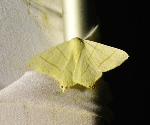 Ourapteryx sambucaria - Vliervlinder