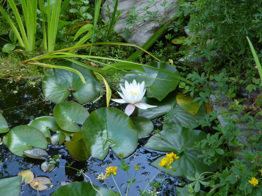 Nymphaea alba - Waterlelie