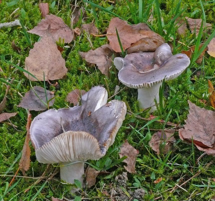 Russula cyanoxantha - Regenboogrussula