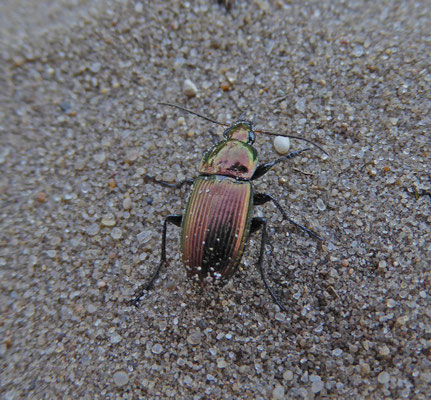 Poecilius species