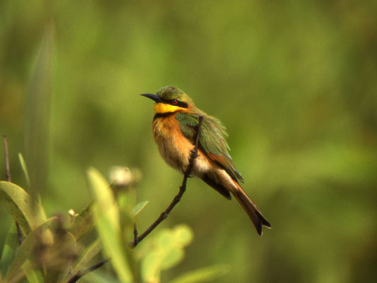 Merops orientalis - Little Green Bee-eater