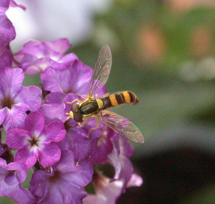 Sphaerophoria scripta - Grote langlijf