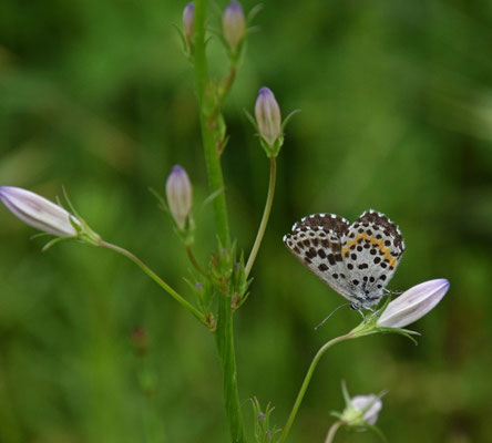 Vetkruidblauwtje (Scolitantides orion) 